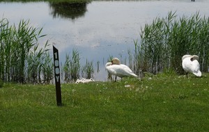 6ème RYDER CUP ASCN / AGY 7 06 2020