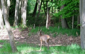 GOLF DES YVELINES 06 2020