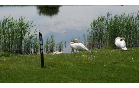 6ème RYDER CUP ASCN / AGY 7 06 2020