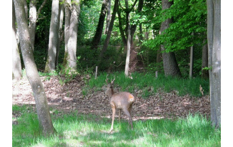 GOLF DES YVELINES 06 2020